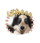 マルチーズ×ボーダーコリー×キャバリア（個別スタンプ：26）