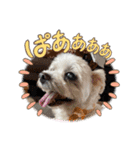 マルチーズ×ボーダーコリー×キャバリア（個別スタンプ：28）