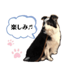 マルチーズ×ボーダーコリー×キャバリア（個別スタンプ：37）