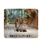 マルチーズ×ボーダーコリー×キャバリア（個別スタンプ：39）
