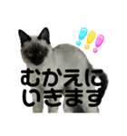 山口家の日常スタンプ1（個別スタンプ：13）