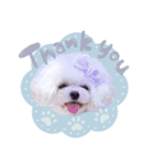 アネミルスタンプ（個別スタンプ：2）