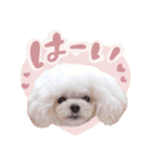 アネミルスタンプ（個別スタンプ：3）