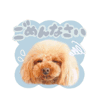 アネミルスタンプ（個別スタンプ：6）