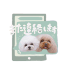 アネミルスタンプ（個別スタンプ：21）