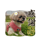 小太郎のあいさつ︎︎︎︎8❤︎"（個別スタンプ：2）