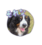 Eriiのまりぐれ（個別スタンプ：8）