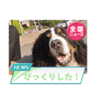 Eriiのまりぐれ（個別スタンプ：15）
