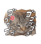 Eriiのまりぐれ（個別スタンプ：20）