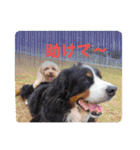 Eriiのまりぐれ（個別スタンプ：38）