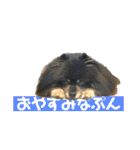 黒モフ3（個別スタンプ：3）