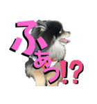 黒モフ3（個別スタンプ：15）
