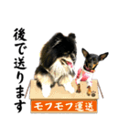 黒モフ3（個別スタンプ：31）