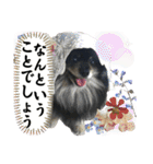 黒モフ3（個別スタンプ：36）