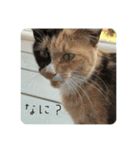 ぴかそちゃん（個別スタンプ：1）