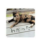 ぴかそちゃん（個別スタンプ：5）