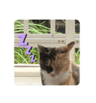 ぴかそちゃん（個別スタンプ：7）