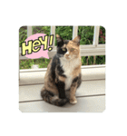 ぴかそちゃん（個別スタンプ：8）
