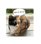 ぴかそちゃん（個別スタンプ：11）