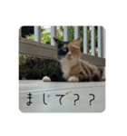 ぴかそちゃん（個別スタンプ：13）