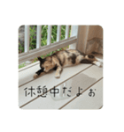 ぴかそちゃん（個別スタンプ：14）
