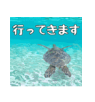 ウミガメ大好き、沖縄行きたい。（個別スタンプ：2）