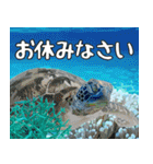 ウミガメ大好き、沖縄行きたい。（個別スタンプ：4）