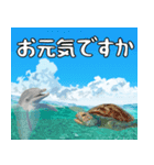 ウミガメ大好き、沖縄行きたい。（個別スタンプ：11）