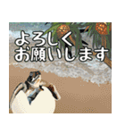 ウミガメ大好き、沖縄行きたい。（個別スタンプ：14）