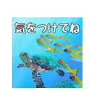 ウミガメ大好き、沖縄行きたい。（個別スタンプ：17）