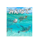 ウミガメ大好き、沖縄行きたい。（個別スタンプ：21）