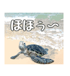 ウミガメ大好き、沖縄行きたい。（個別スタンプ：23）