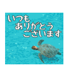 ウミガメ大好き、沖縄行きたい。（個別スタンプ：25）