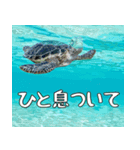 ウミガメ大好き、沖縄行きたい。（個別スタンプ：28）