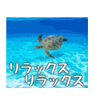 ウミガメ大好き、沖縄行きたい。（個別スタンプ：33）