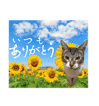 ボクは大ちゃん3（個別スタンプ：11）