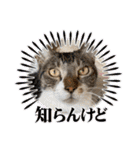 ボクは大ちゃん3（個別スタンプ：39）