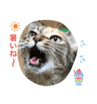 あんずちゃん其の11（個別スタンプ：1）
