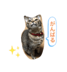 あんずちゃん其の11（個別スタンプ：4）