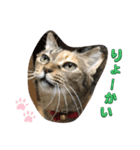 あんずちゃん其の11（個別スタンプ：5）
