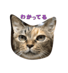 あんずちゃん其の11（個別スタンプ：7）