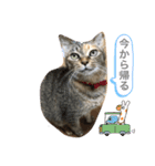 あんずちゃん其の11（個別スタンプ：9）