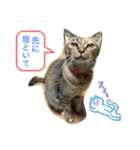 あんずちゃん其の11（個別スタンプ：11）