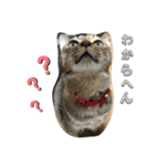 あんずちゃん其の11（個別スタンプ：15）