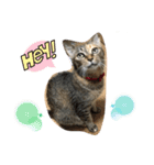 あんずちゃん其の11（個別スタンプ：16）