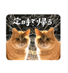 cat/猫/子猫/保護猫挨拶スタンプ（個別スタンプ：1）