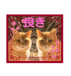 cat/猫/子猫/保護猫挨拶スタンプ（個別スタンプ：3）