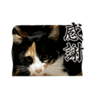 cat/猫/子猫/保護猫挨拶スタンプ（個別スタンプ：4）