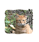 cat/猫/子猫/保護猫挨拶スタンプ（個別スタンプ：5）