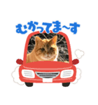 cat/猫/子猫/保護猫挨拶スタンプ（個別スタンプ：9）